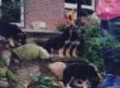 D-Wurf 8-1994a.jpg