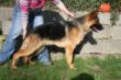 Ira 1 Jahr alt 5.4.2009).JPG
